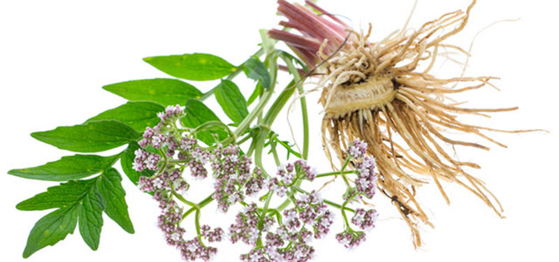 valeriana ansiedade
