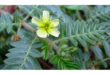 Tribulus terrestris: O que é