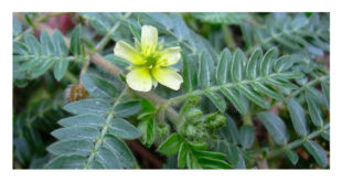 Tribulus terrestris: O que é