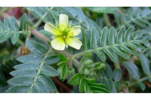 Tribulus terrestris: O que é